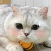 啊槑槑槑