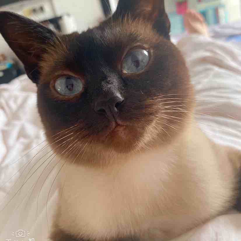 小爱