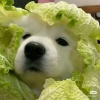 秒发不卡