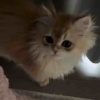 王舒秀下大雨版