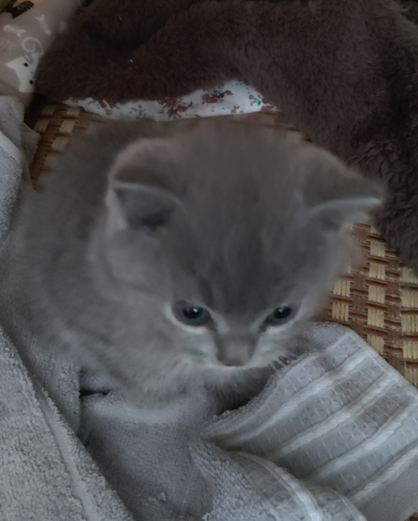 老莫我想吃鱼了