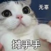 猫老师在线解答