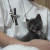顾淮蓝桉