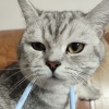 小猫老弟