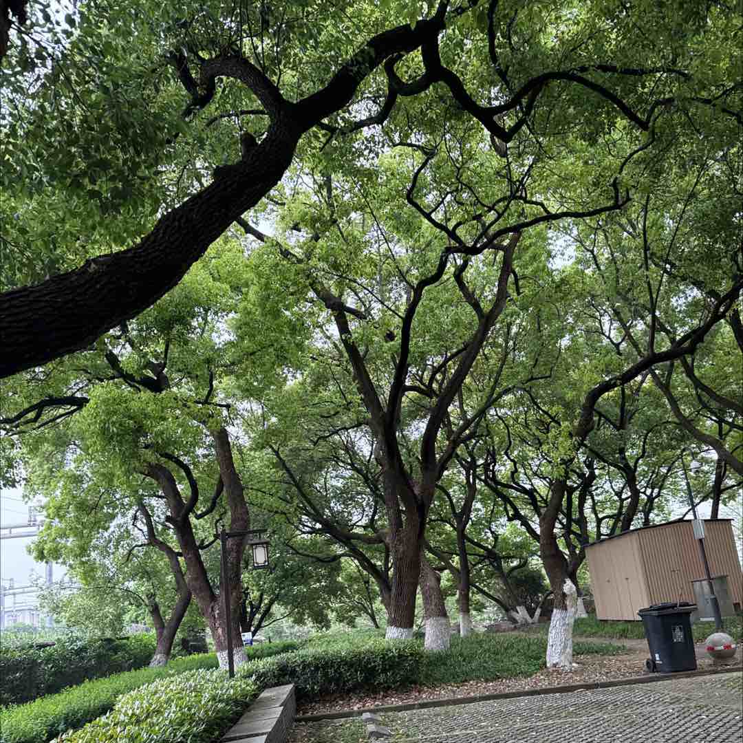 高山流水