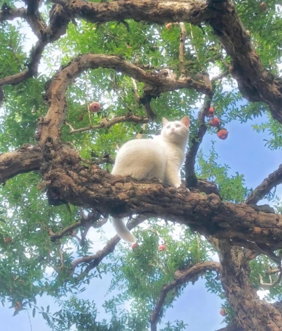 买我有好运