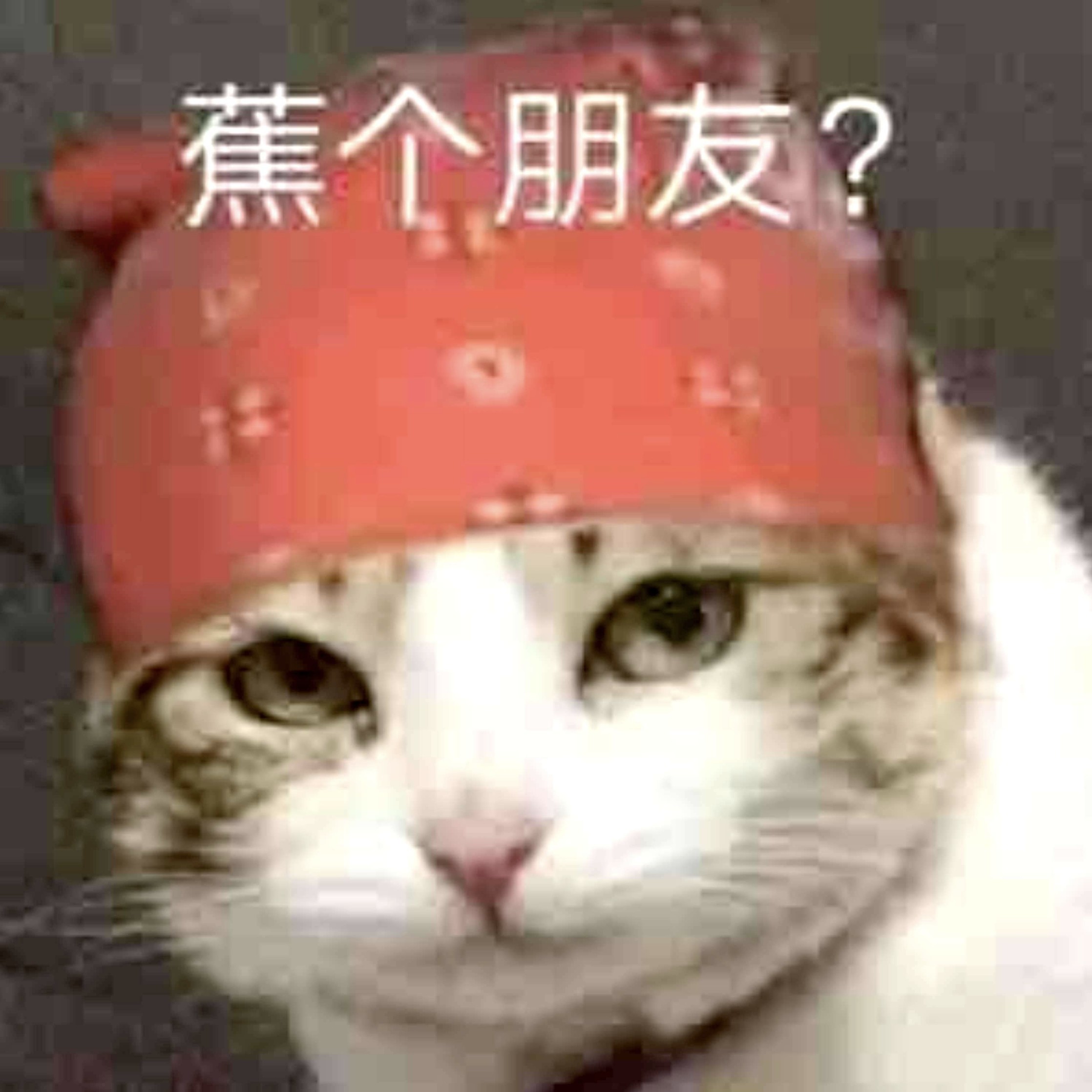 高位接盘大冤种