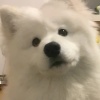 好想吃兔头