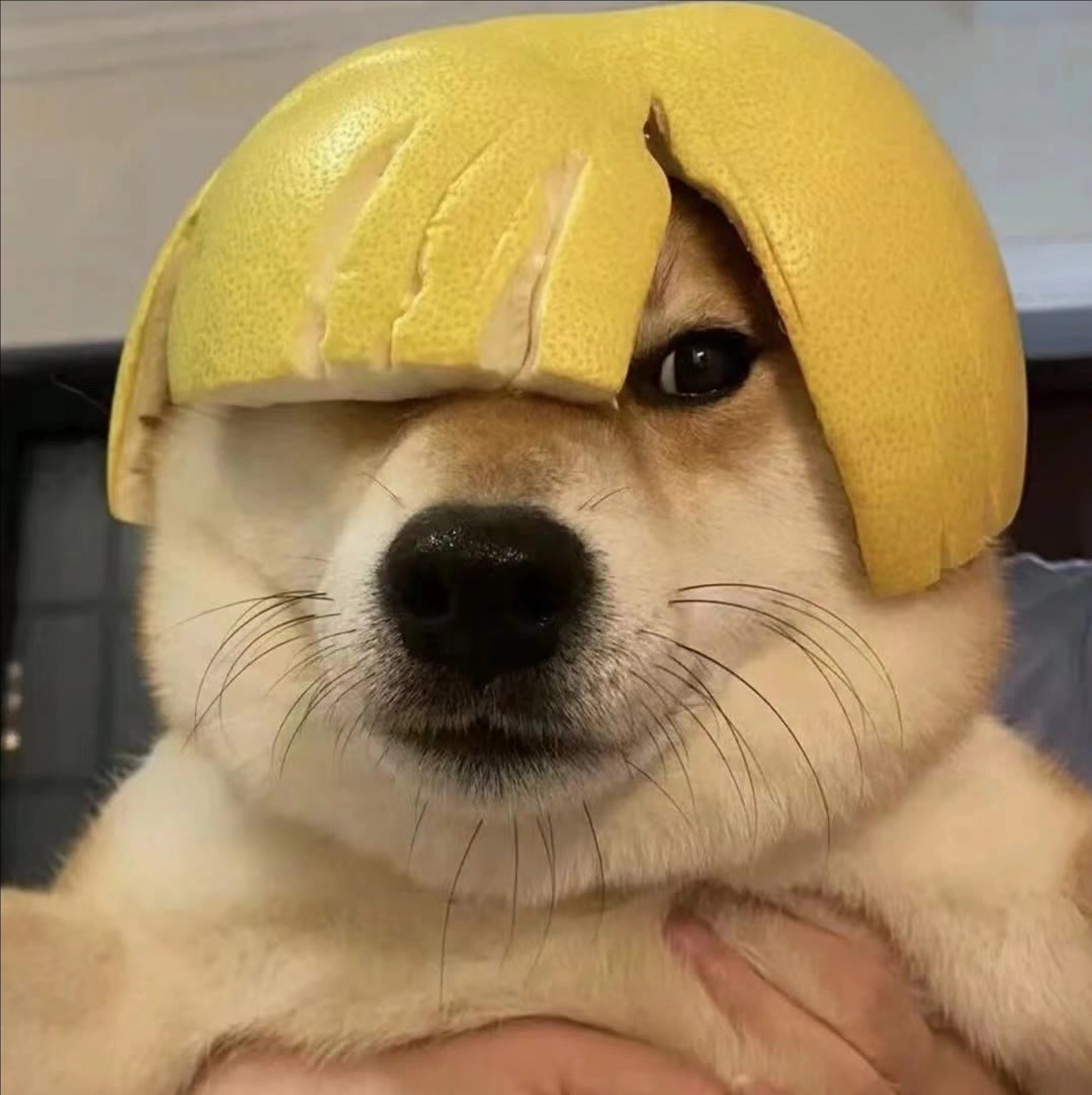 末日了赶紧跑