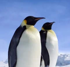 玩家1395660439903014912