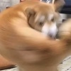 我咧个豆