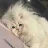 改了名给个好的