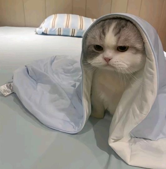爱煲仔范