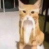 玩家1294843840618078208