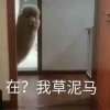 野路子呦