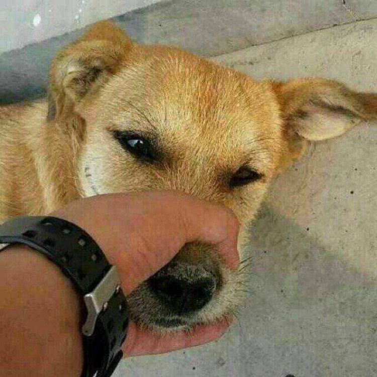 楼上倒狗压价