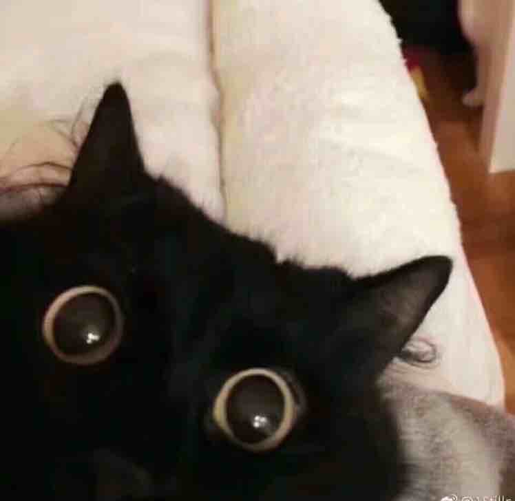 Meow_