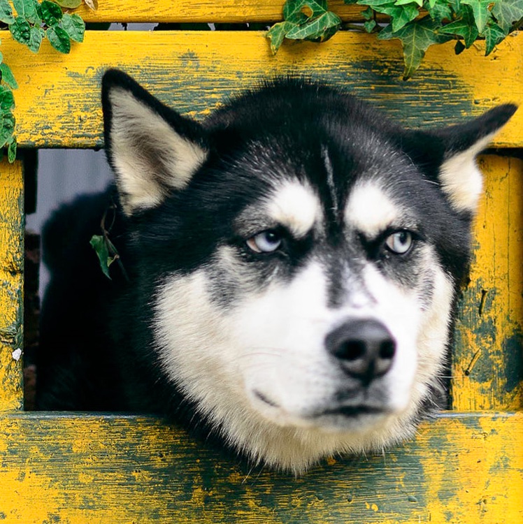 求购丢我发大财