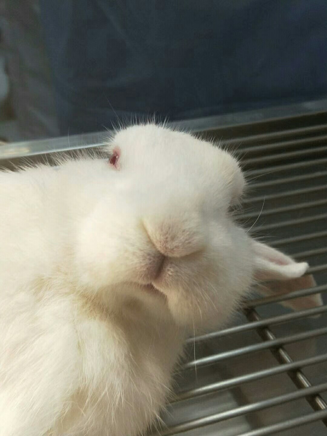 wumutit