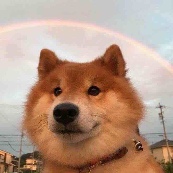 今晚打母驴