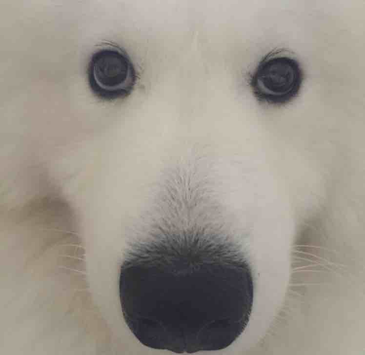 玩家737974276485435392