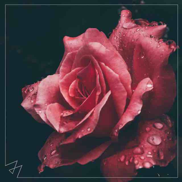 RoseN