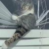 怕不是有点大冰