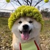 平平无奇的马枪怪