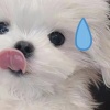 可乐师爷