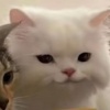 玩家931770525858050048