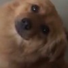 玩家1204171261679575040