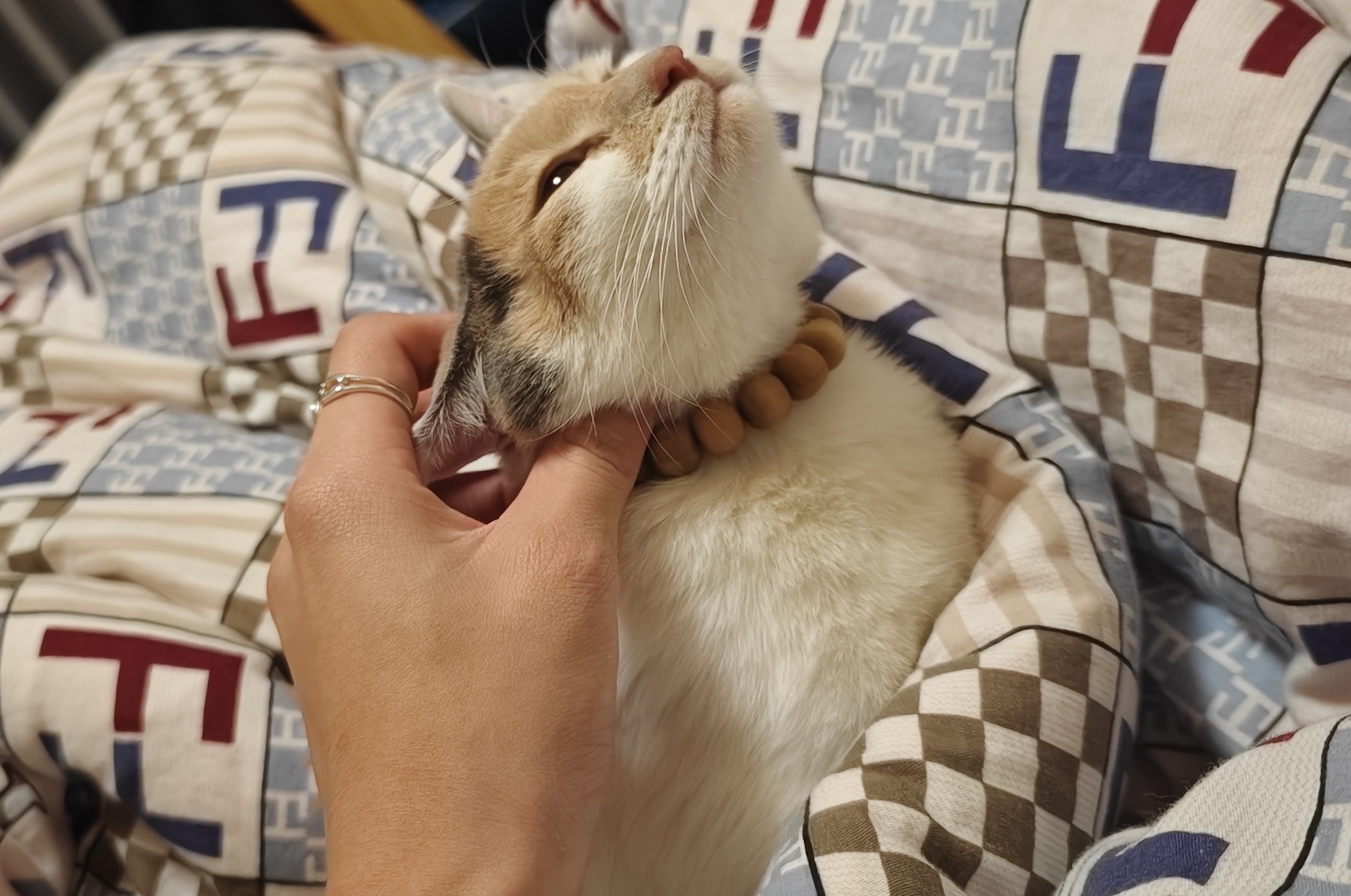 猫猫学长真秒发