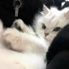 拍下秒发