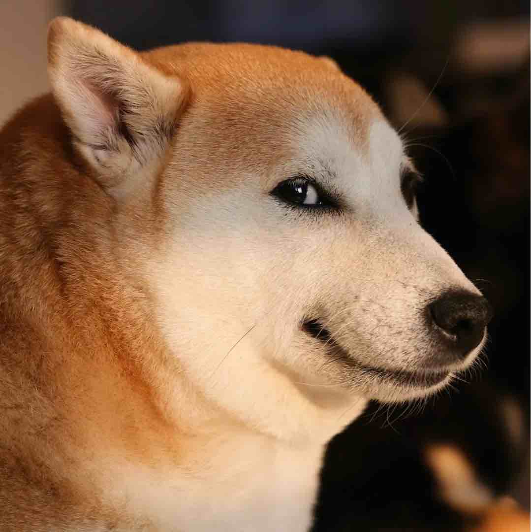求哥哥长租续租