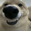 良心c5