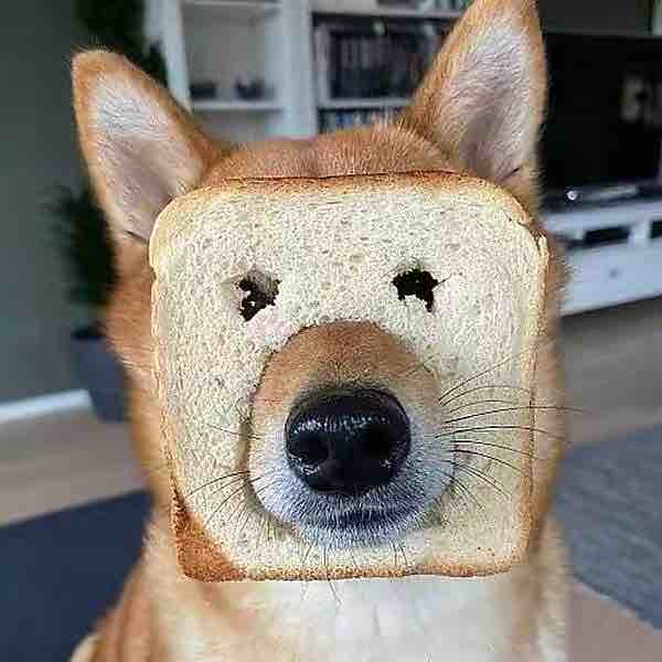 鱼塘里的一条咸鱼