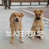 汪汪队急先锋